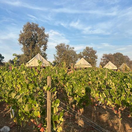 Lago Valle Wine Glamping 瓜达鲁佩镇 外观 照片
