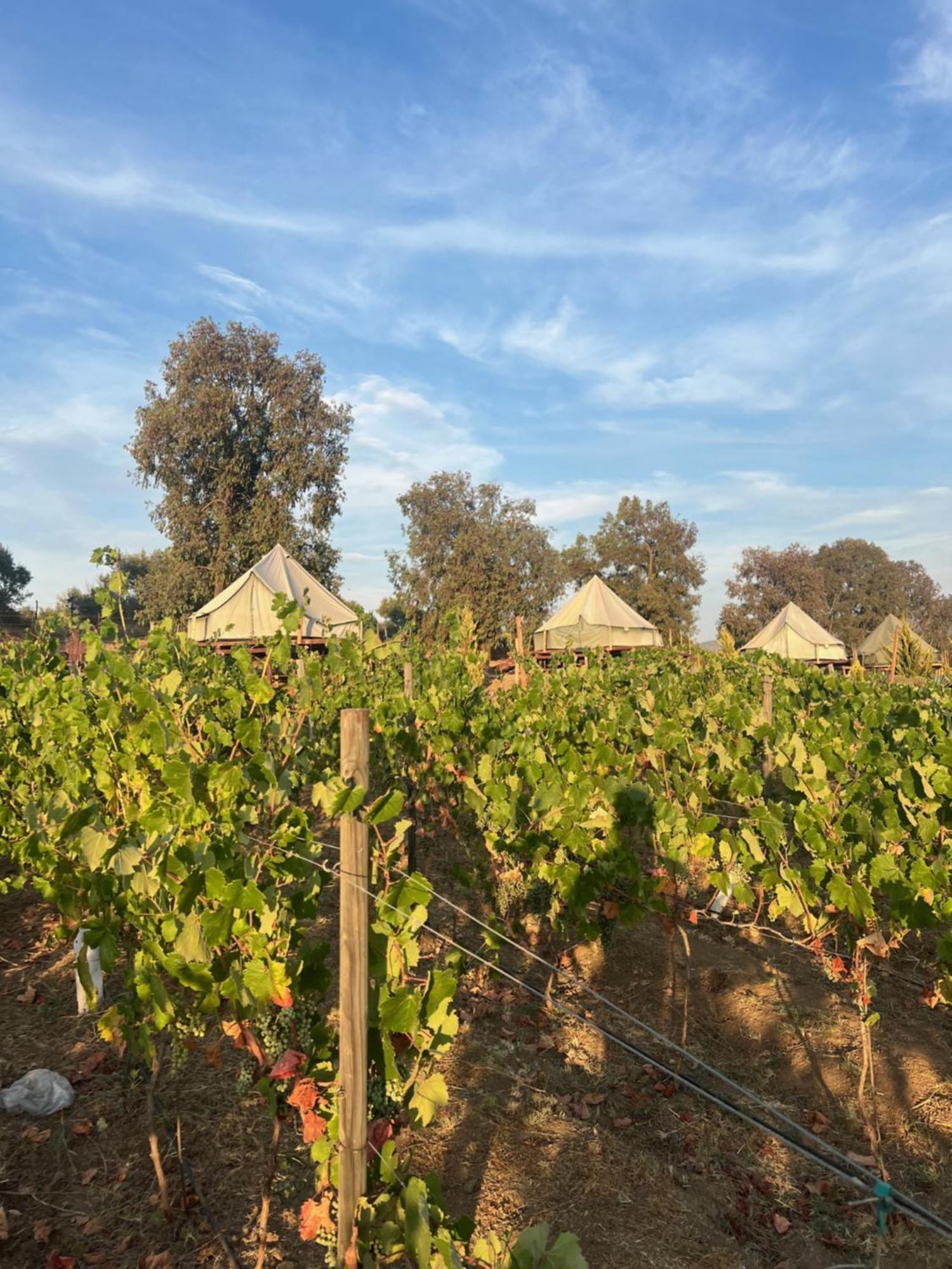 Lago Valle Wine Glamping 瓜达鲁佩镇 外观 照片